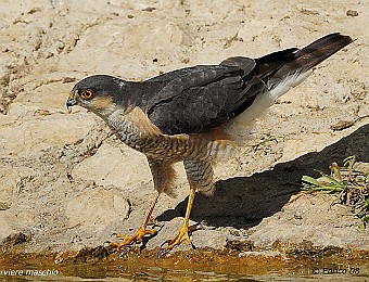 Animali 283